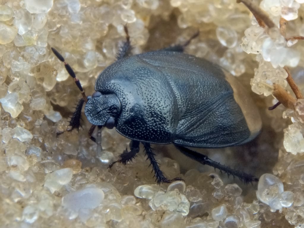 Sehirus luctuosus Mulsant & Rey, 1866